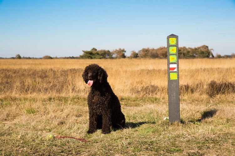 Strabrechtse Heide hond bij routepaal